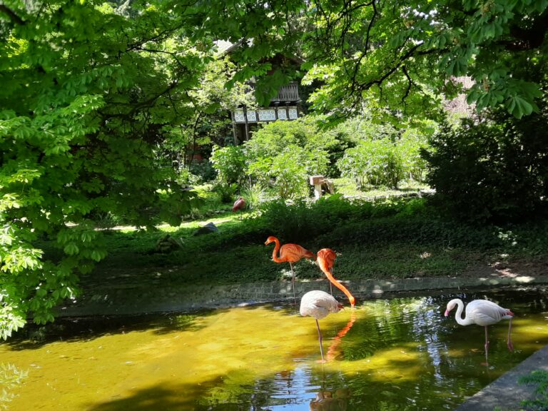 SPD Oberstadt schlägt Flamingo-Denkmal vor